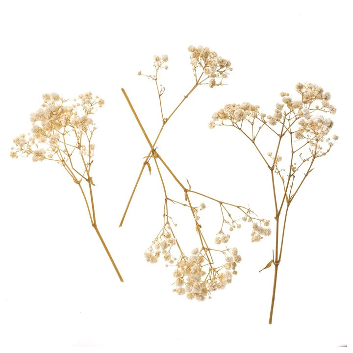 Gypsophila přírodní / 4 stonky, 20 cm
