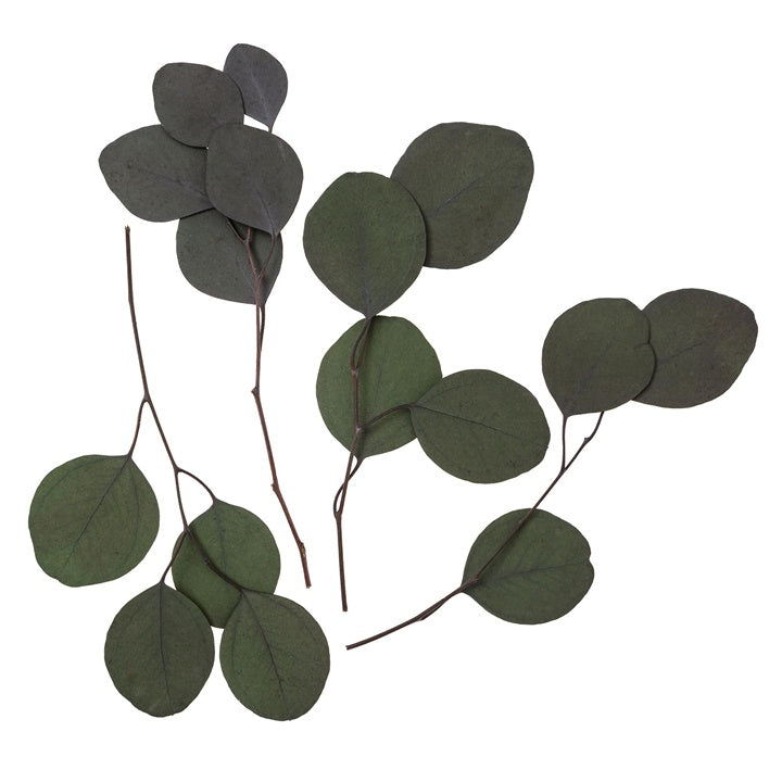 Stabilizovaný eukalyptus Populus - zelený / 4 stonky, 20 cm