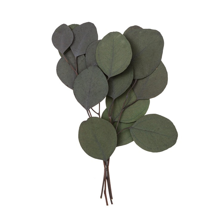 Stabilizovaný eukalyptus Populus - zelený / 4 stonky, 20 cm