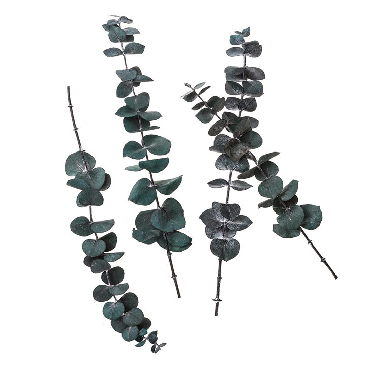 Stabilizovaný eukalyptus baby blue / 4 stonky, zelený, 20 cm