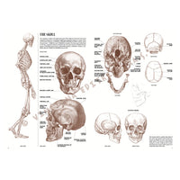 Leonardova kolekce 04 Anatomie