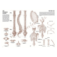 Leonardova kolekce 04 Anatomie