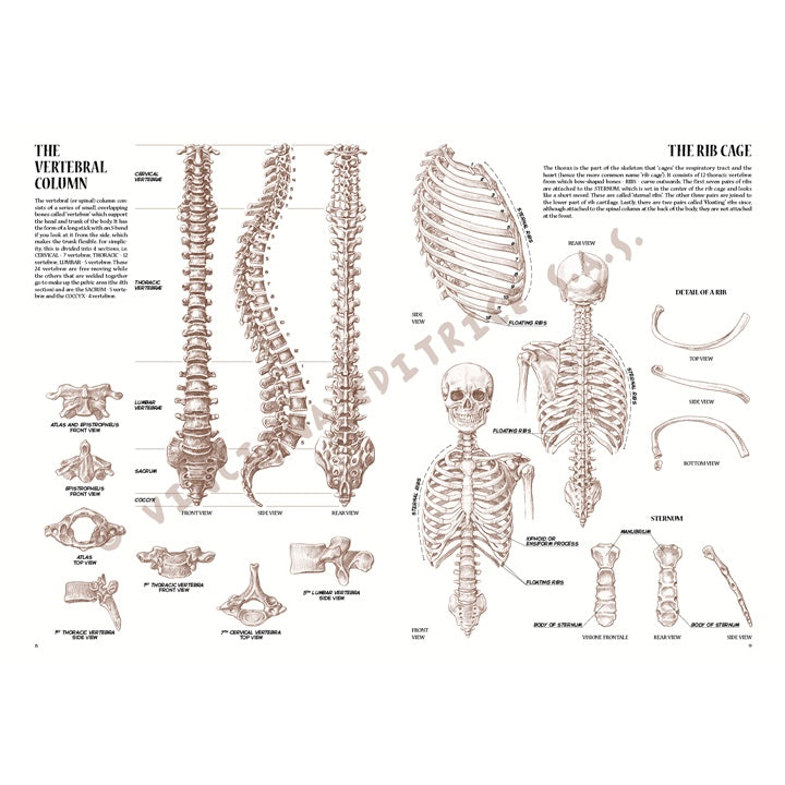 Leonardova kolekce 04 Anatomie