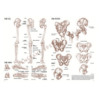 Leonardova kolekce 04 Anatomie