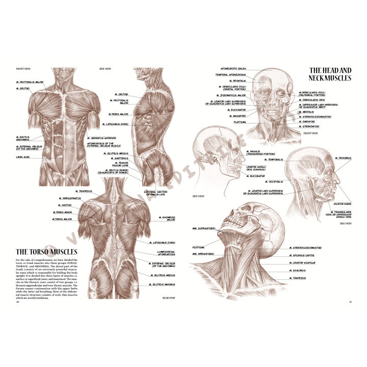 Leonardova kolekce 04 Anatomie