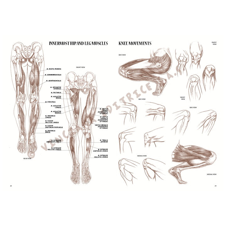 Leonardova kolekce 04 Anatomie