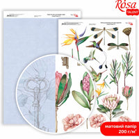 Scrapbookingové papíry King Protea A4 – No. 8